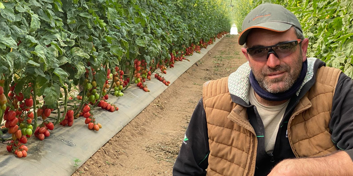 Pizzillo, il pomodoro pizzutello moderno che guarda al passato
